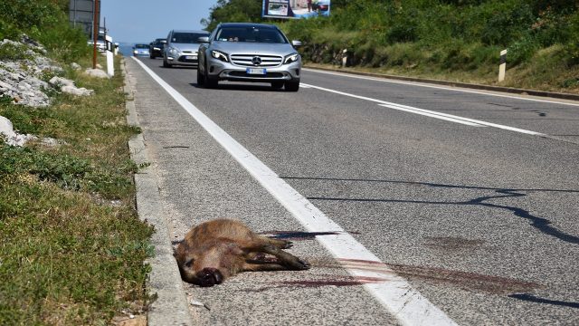 Životinje opet na cesti, vozači oprez